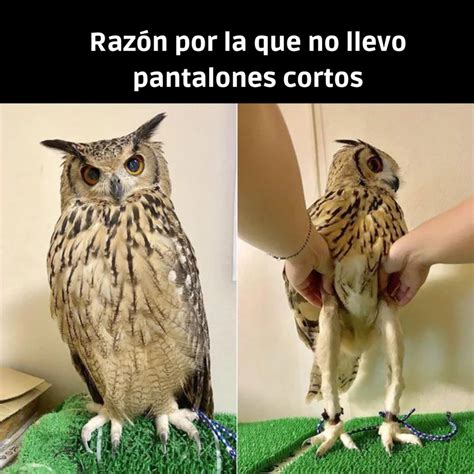 búho meme.